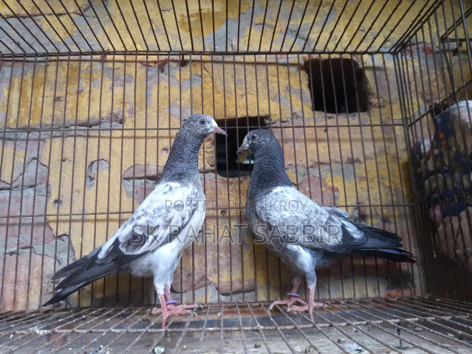 টেডি বাচ্চা