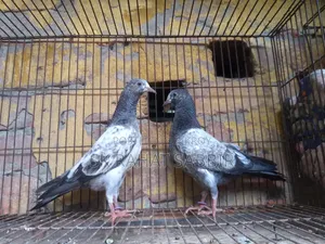 টেডি বাচ্চা