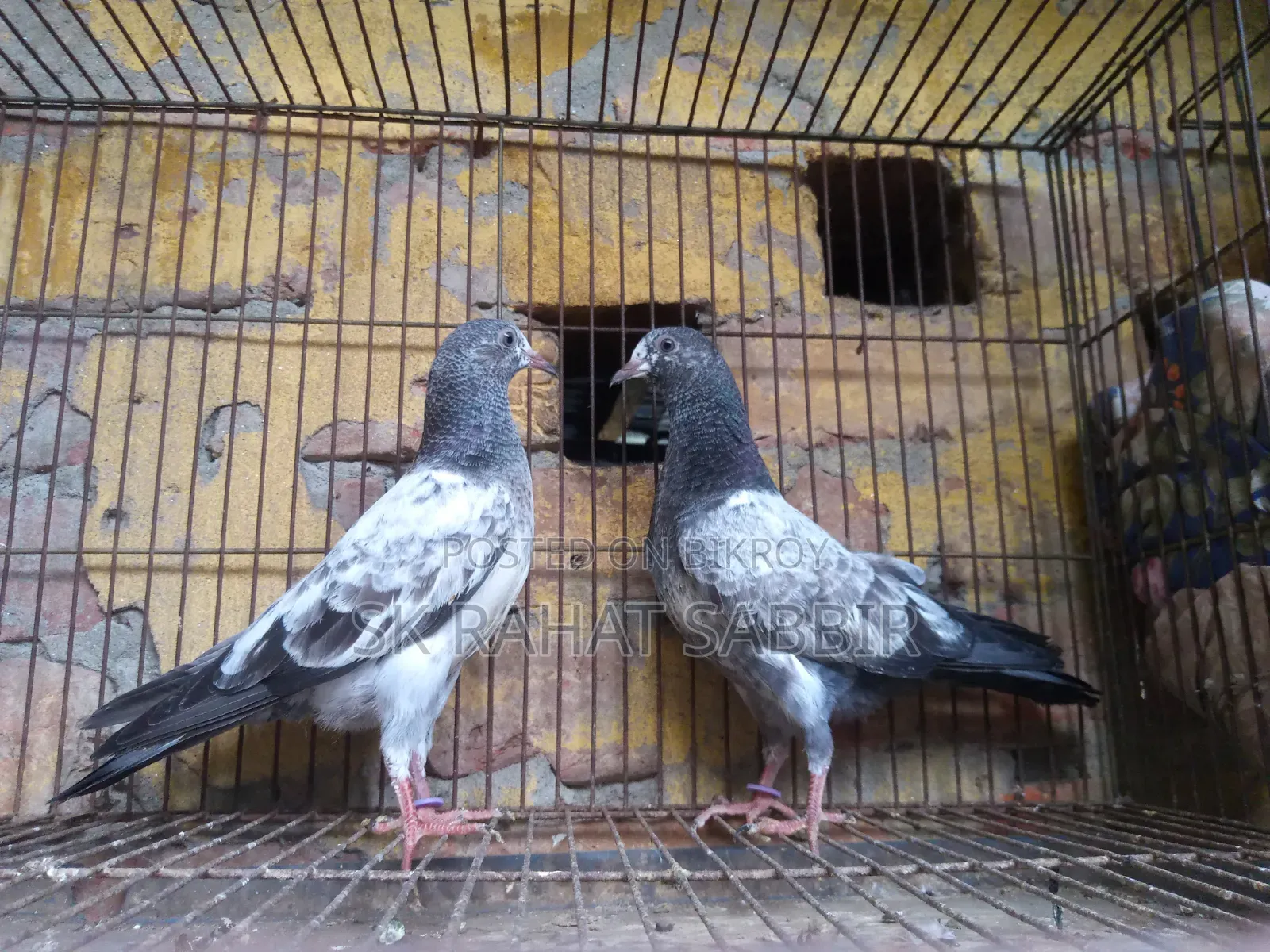 টেডি বাচ্চা
