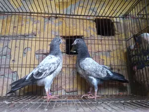 টেডি বাচ্চা