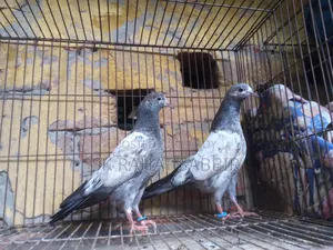 টেডি বেবি