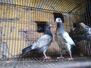 টেডি বেবি