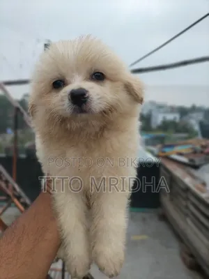 1-3 Months Male Purebred Lhasa Apso