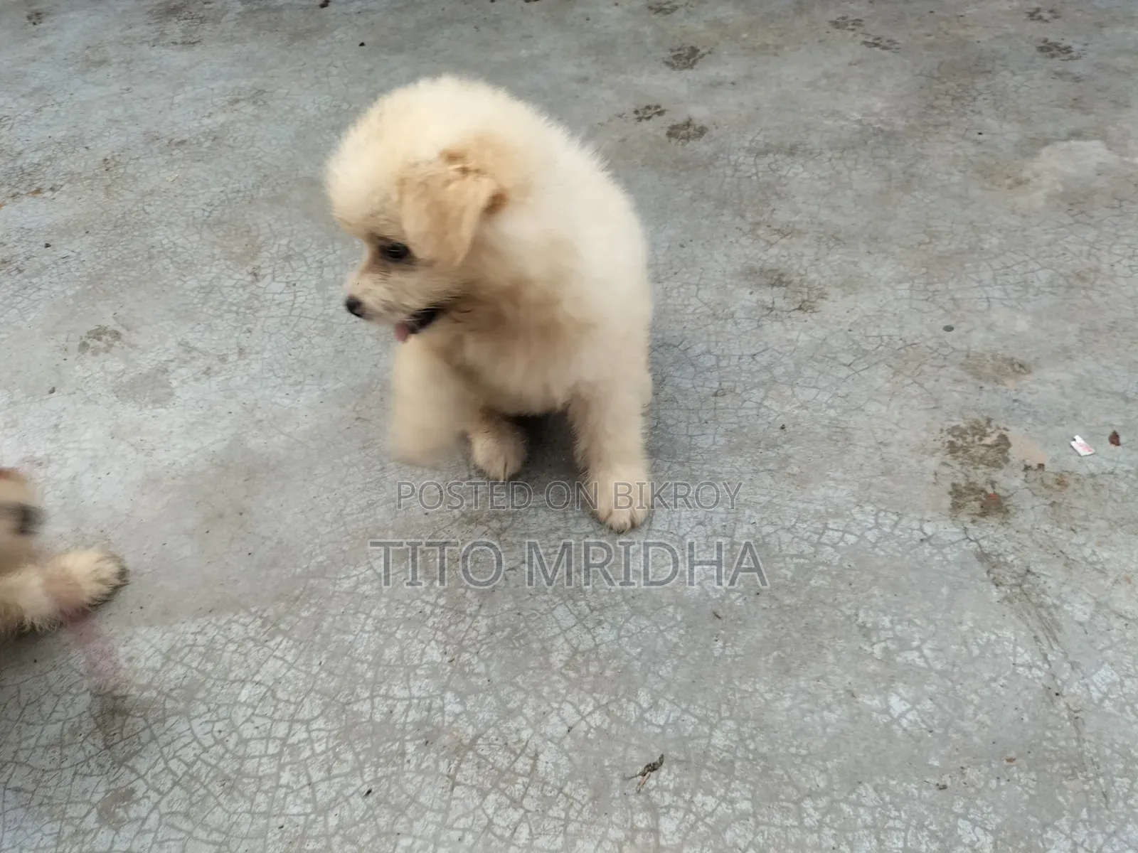 1-3 Months Female Mixed Breed Lhasa Apso