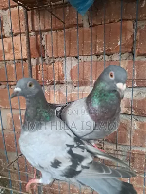 সবজি কবুতর সেল করা হবে