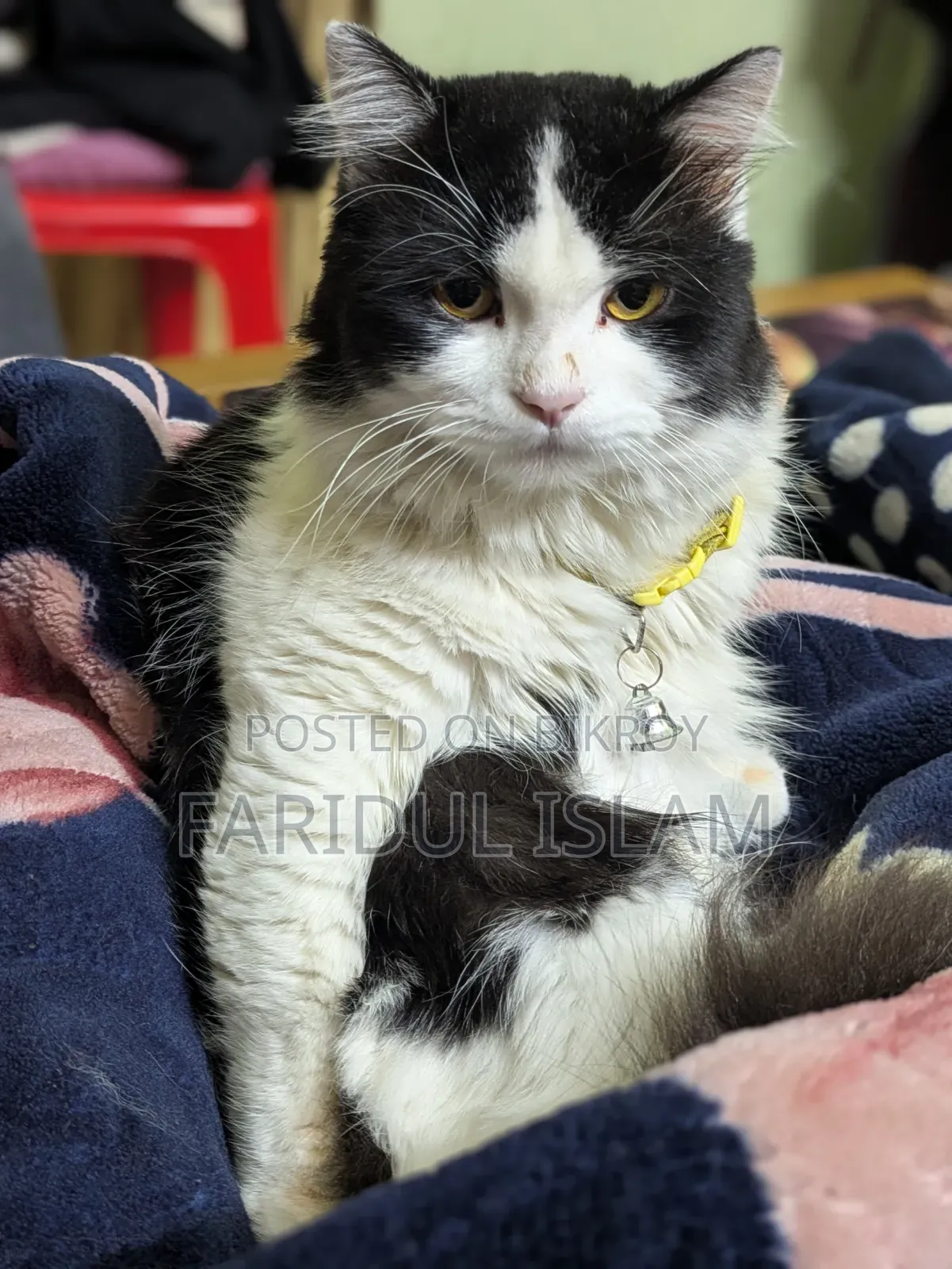 1+ Year Male Purebred Persian