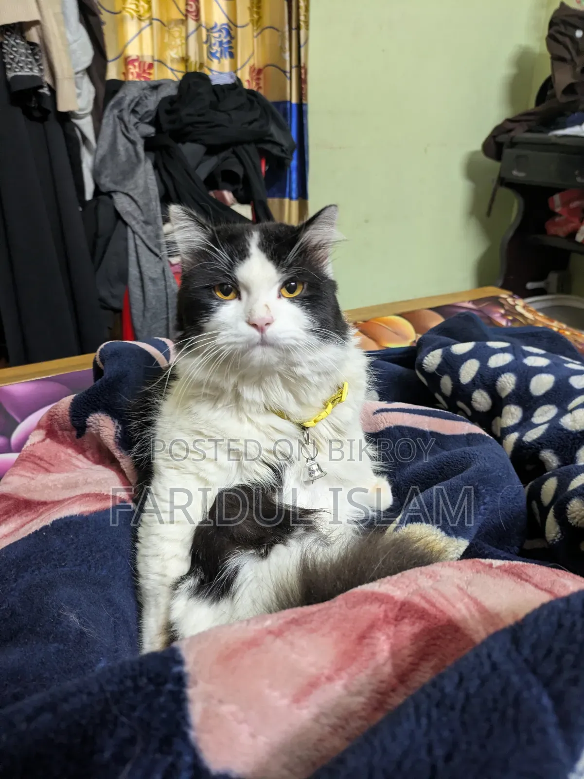 1+ Year Male Purebred Persian