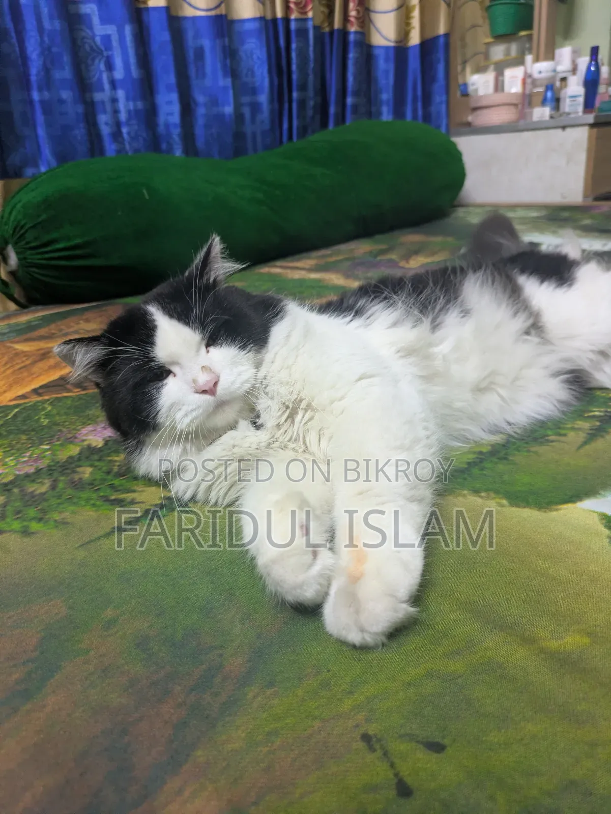 1+ Year Male Purebred Persian