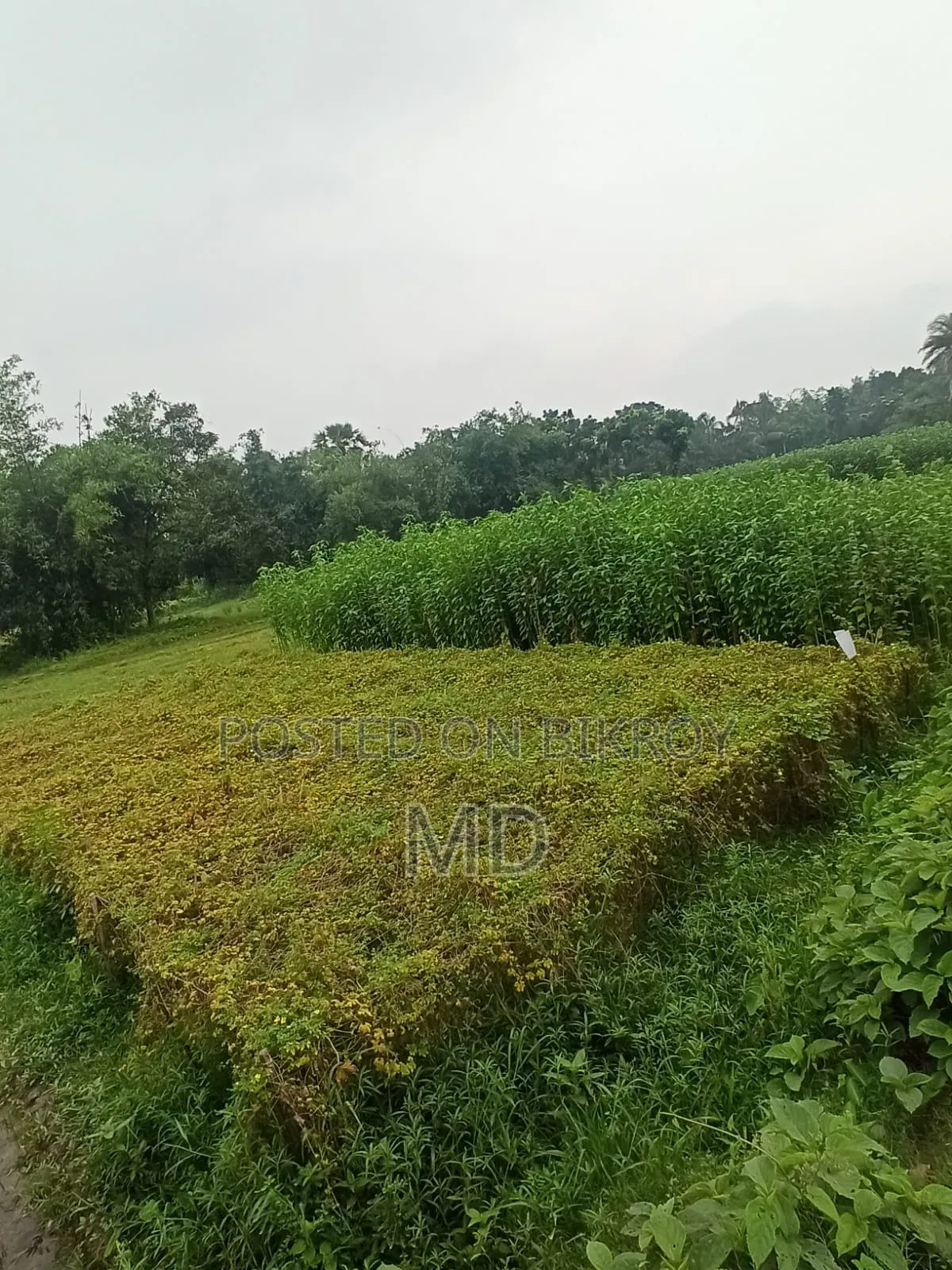 বাড়ি করার মত নেই