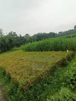 বাড়ি করার মত নেই
