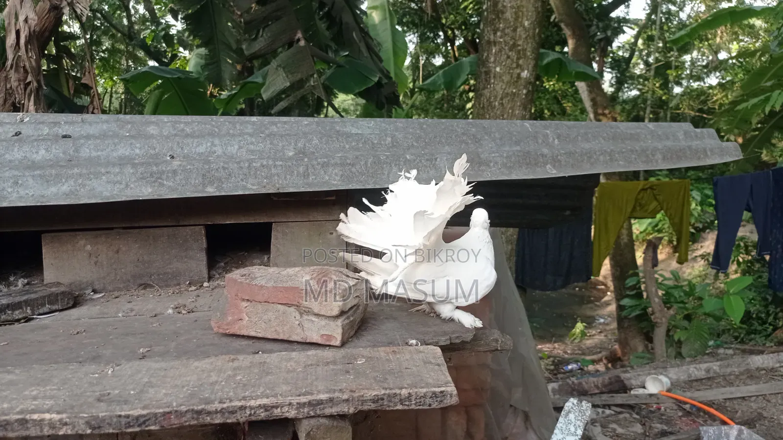 ময়ুরি কবুতর পায়রী