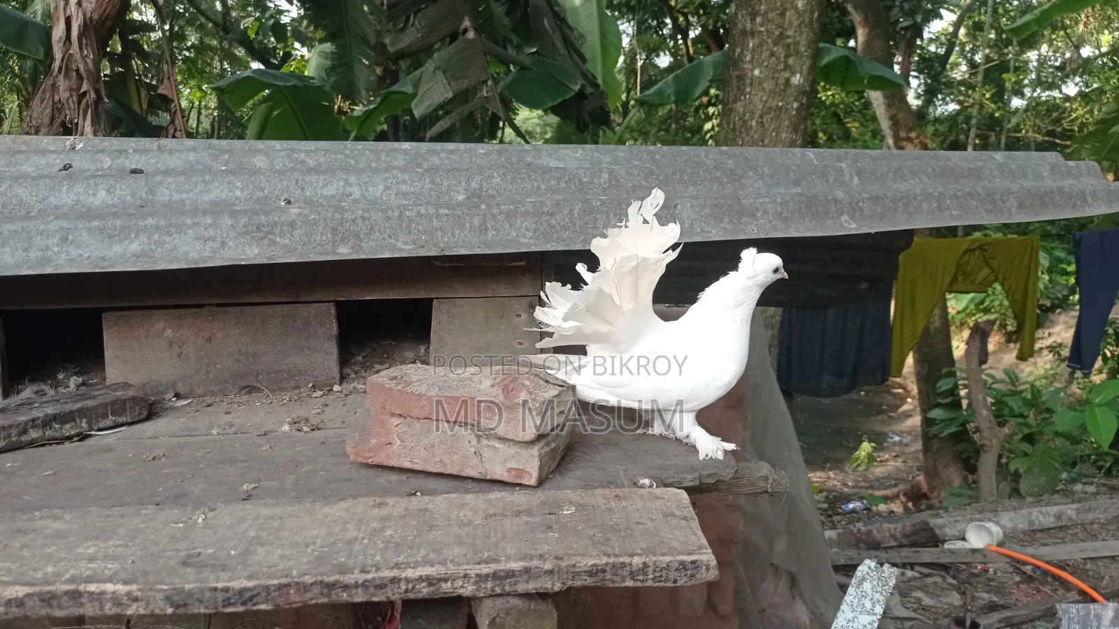 ময়ুরি কবুতর পায়রী