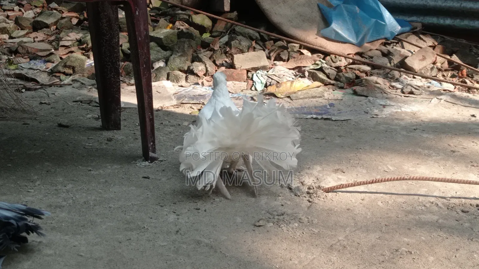 ময়ুরি কবুতর পায়রী