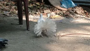 ময়ুরি কবুতর পায়রী