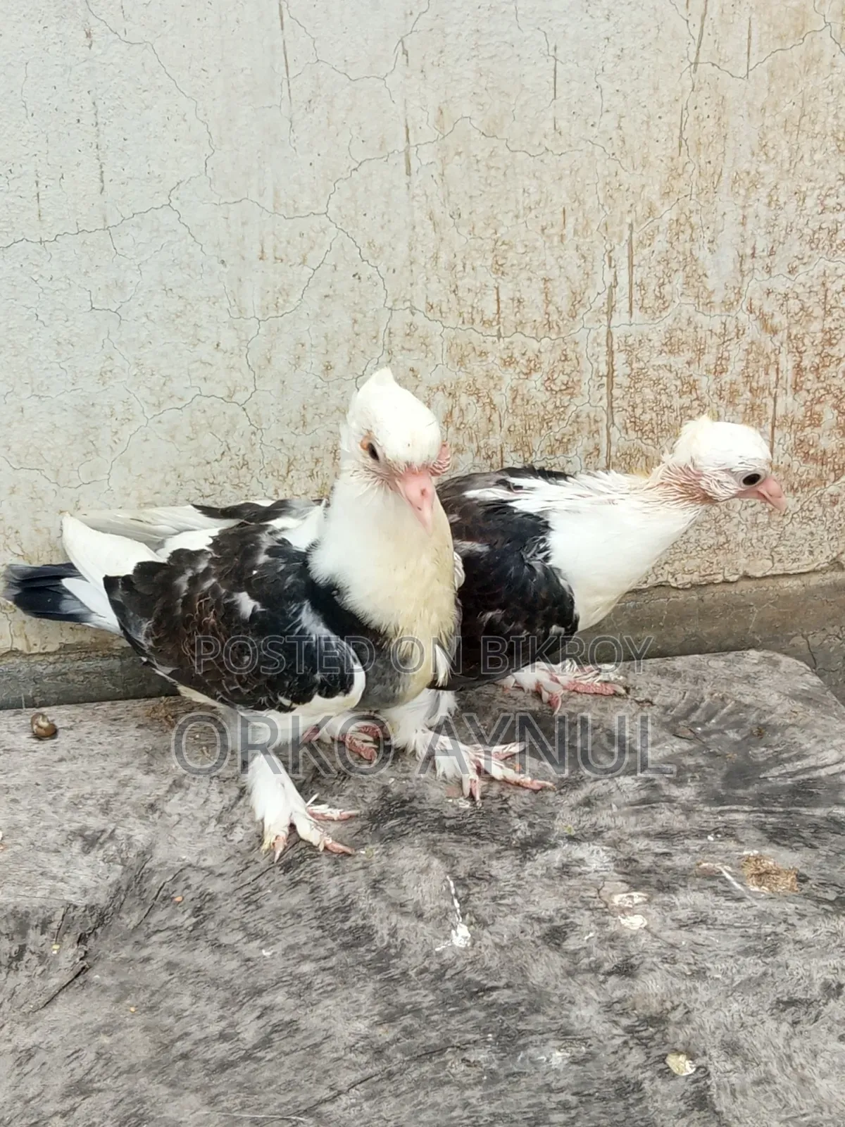 কবুতরের বাচ্চা