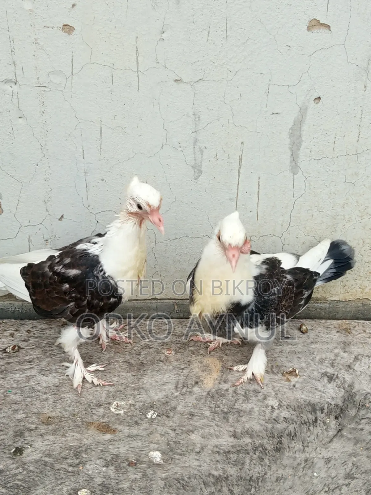 কবুতরের বাচ্চা