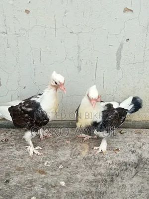 কবুতরের বাচ্চা