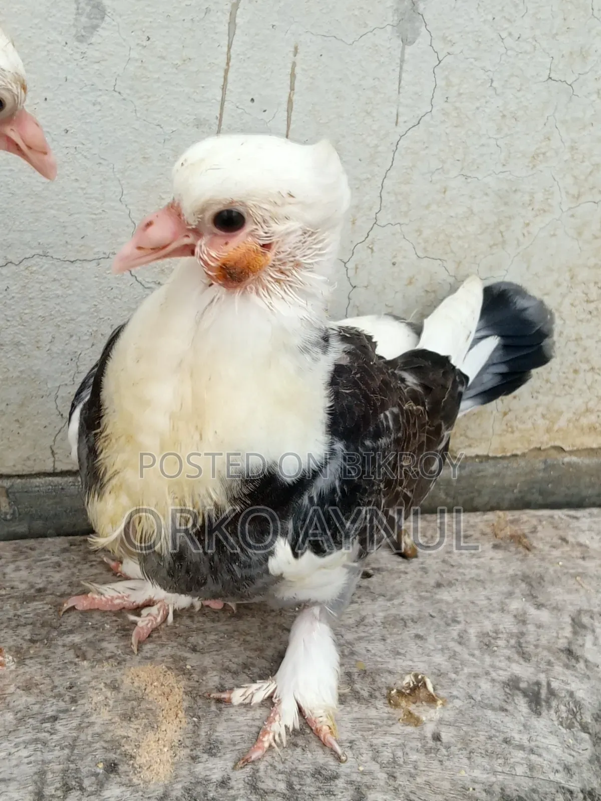 কবুতরের বাচ্চা