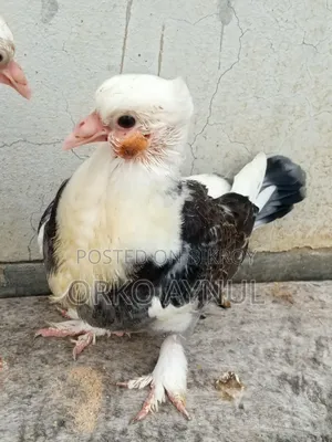 কবুতরের বাচ্চা