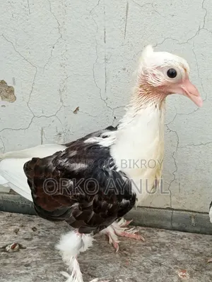 কবুতরের বাচ্চা
