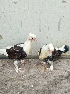 কবুতরের বাচ্চা