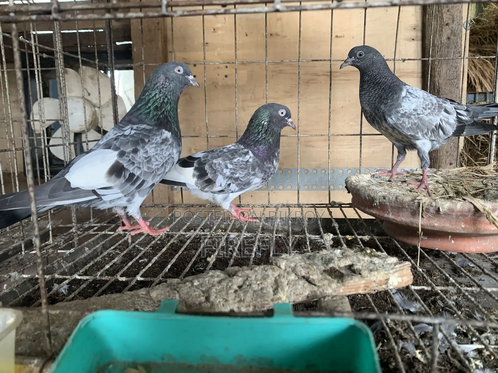 লাল পরী মাস্টার পেয়ার