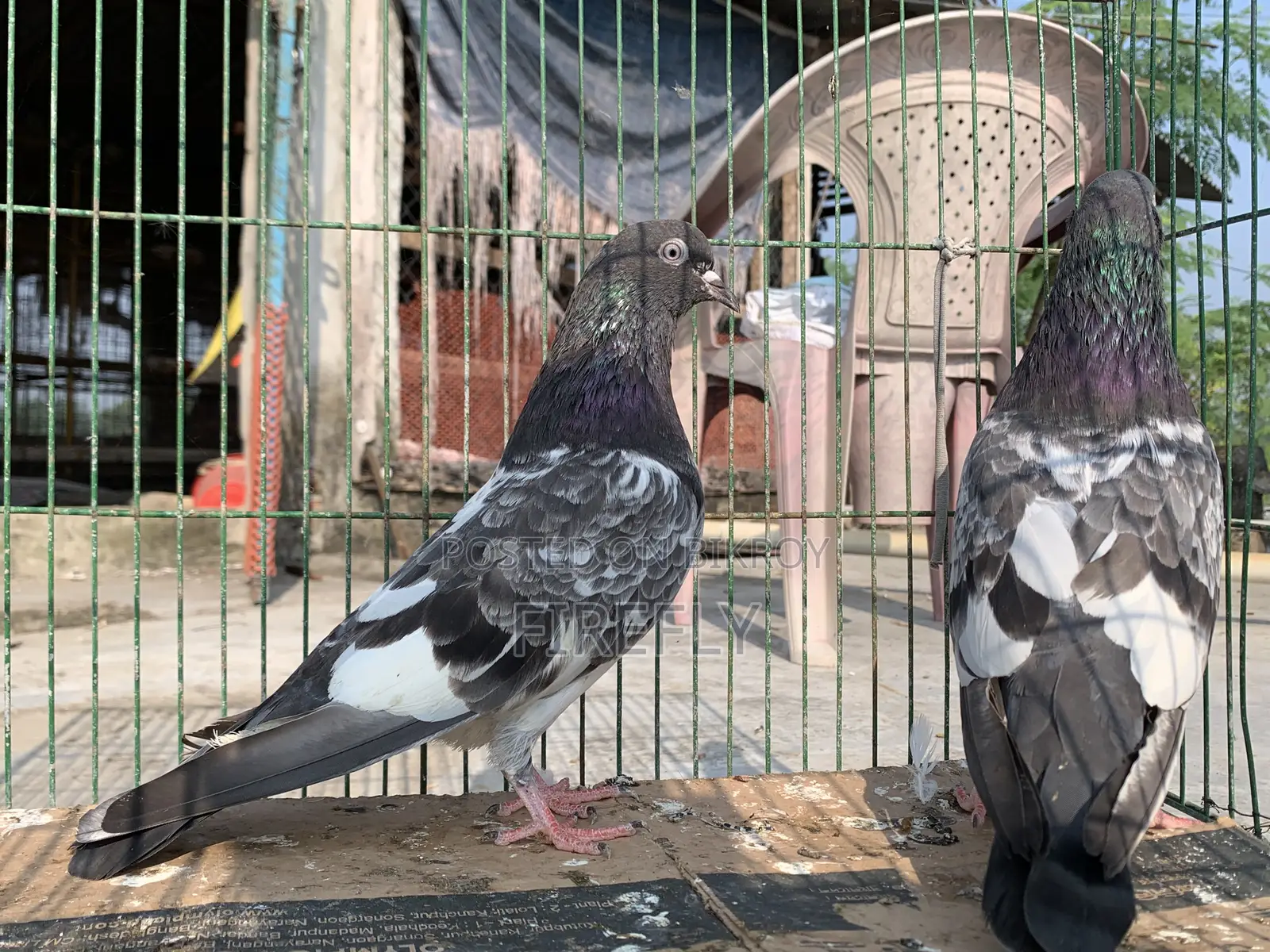 লাল পরী মাস্টার পেয়ার