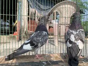 লাল পরী মাস্টার পেয়ার