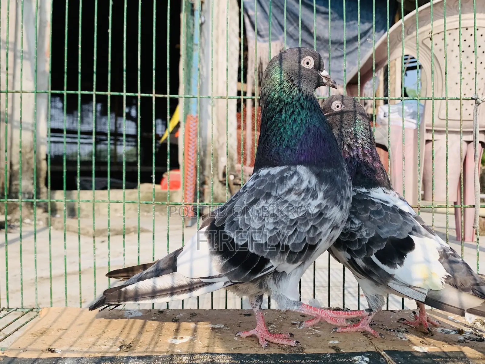 লাল পরী মাস্টার পেয়ার