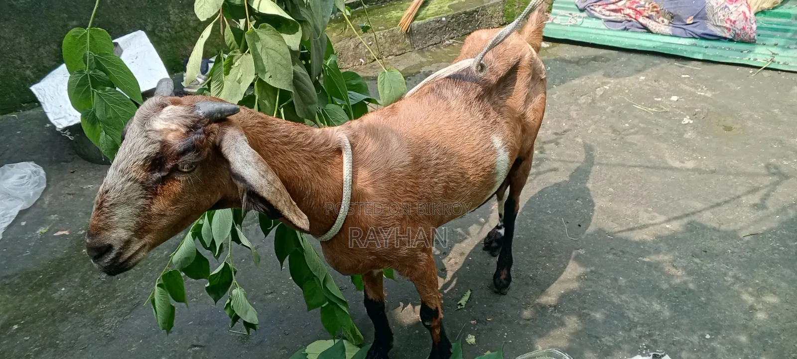 বিটল ক্রস ছাগল