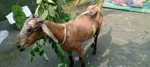 Beetal cross goat