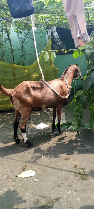 বিটল ক্রস ছাগল