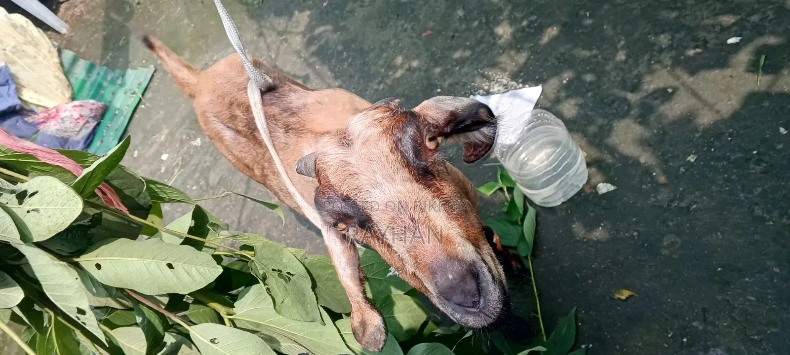 বিটল ক্রস ছাগল