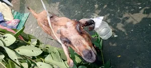 বিটল ক্রস ছাগল