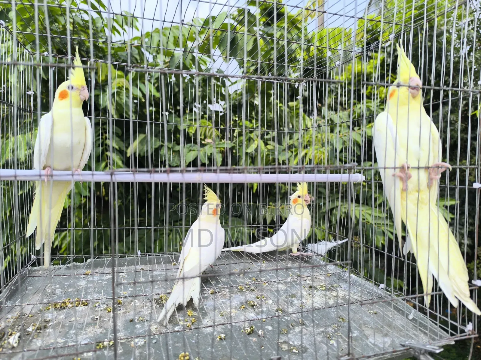 4 pieces of Lutino Red Eye Cockatiel for sale (Fixed Price)