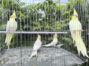 4 pieces of Lutino Red Eye Cockatiel for sale (Fixed Price)