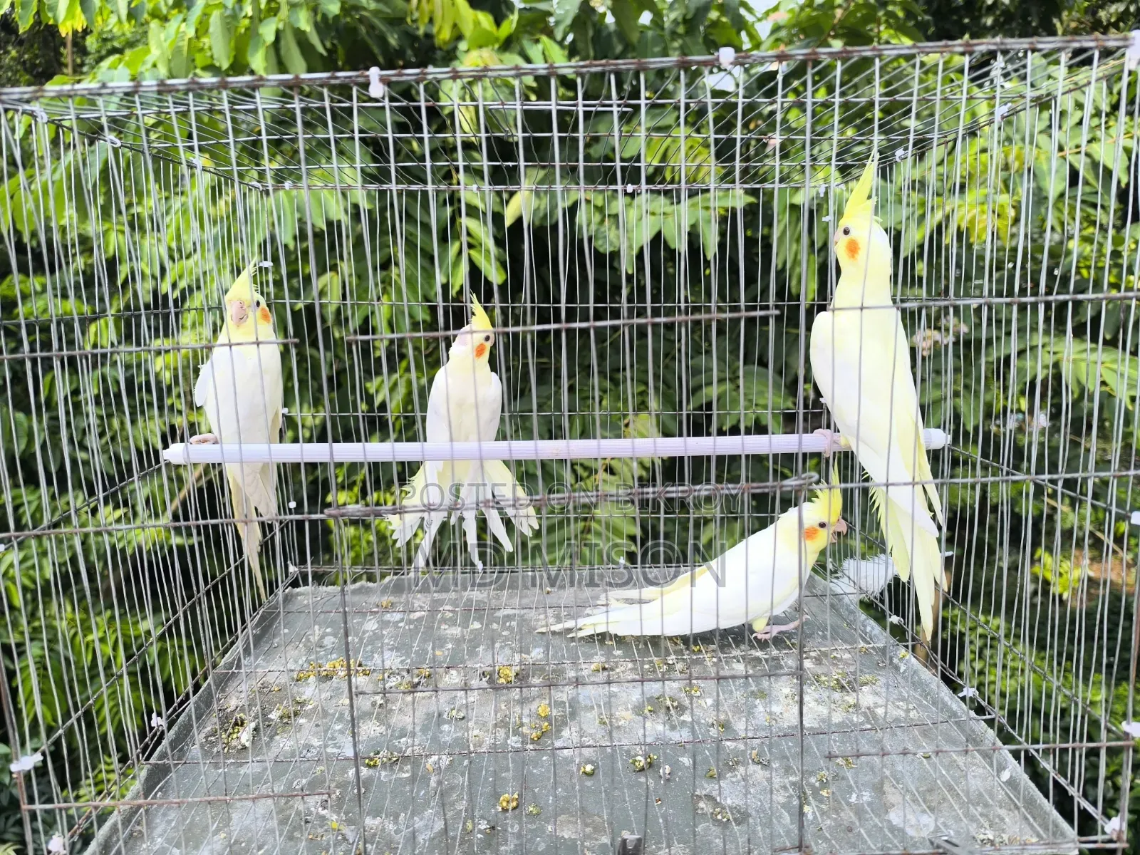 4 pieces of Lutino Red Eye Cockatiel for sale (Fixed Price)