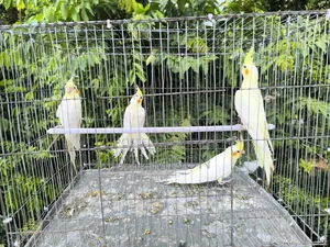 4 pieces of Lutino Red Eye Cockatiel for sale (Fixed Price)