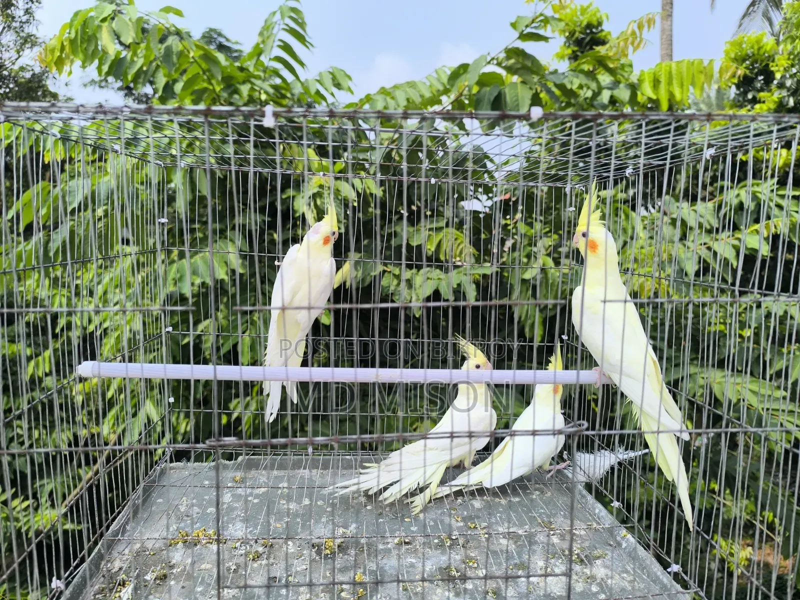 4 pieces of Lutino Red Eye Cockatiel for sale (Fixed Price)
