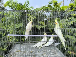 4 pieces of Lutino Red Eye Cockatiel for sale (Fixed Price)