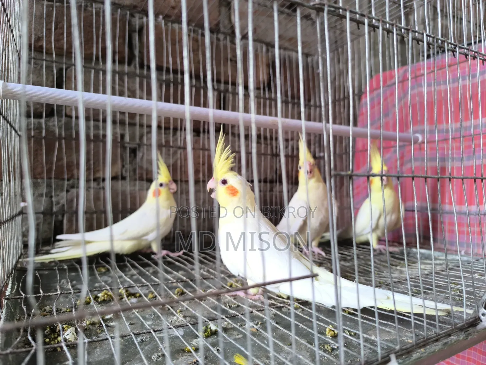 4 pieces of Lutino Red Eye Cockatiel for sale (Fixed Price)