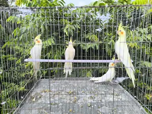 4 pieces of Lutino Red Eye Cockatiel for sale (Fixed Price)
