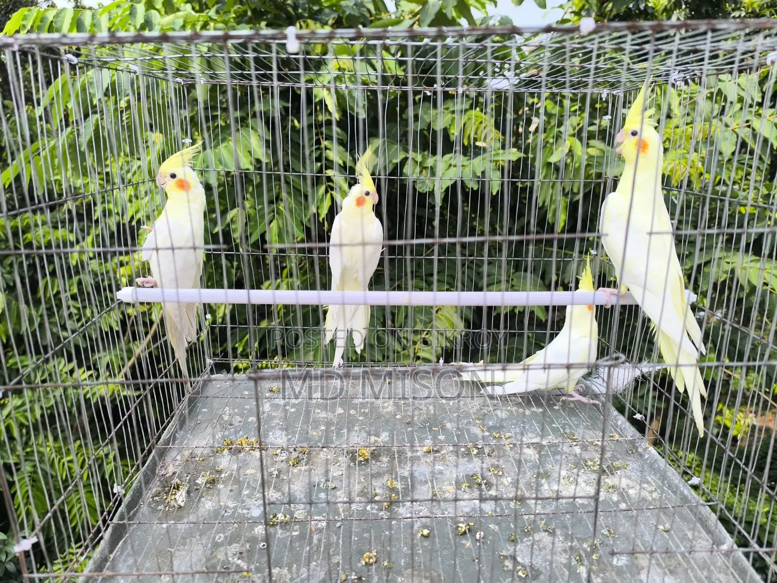 4 pieces of Lutino Red Eye Cockatiel for sale (Fixed Price)