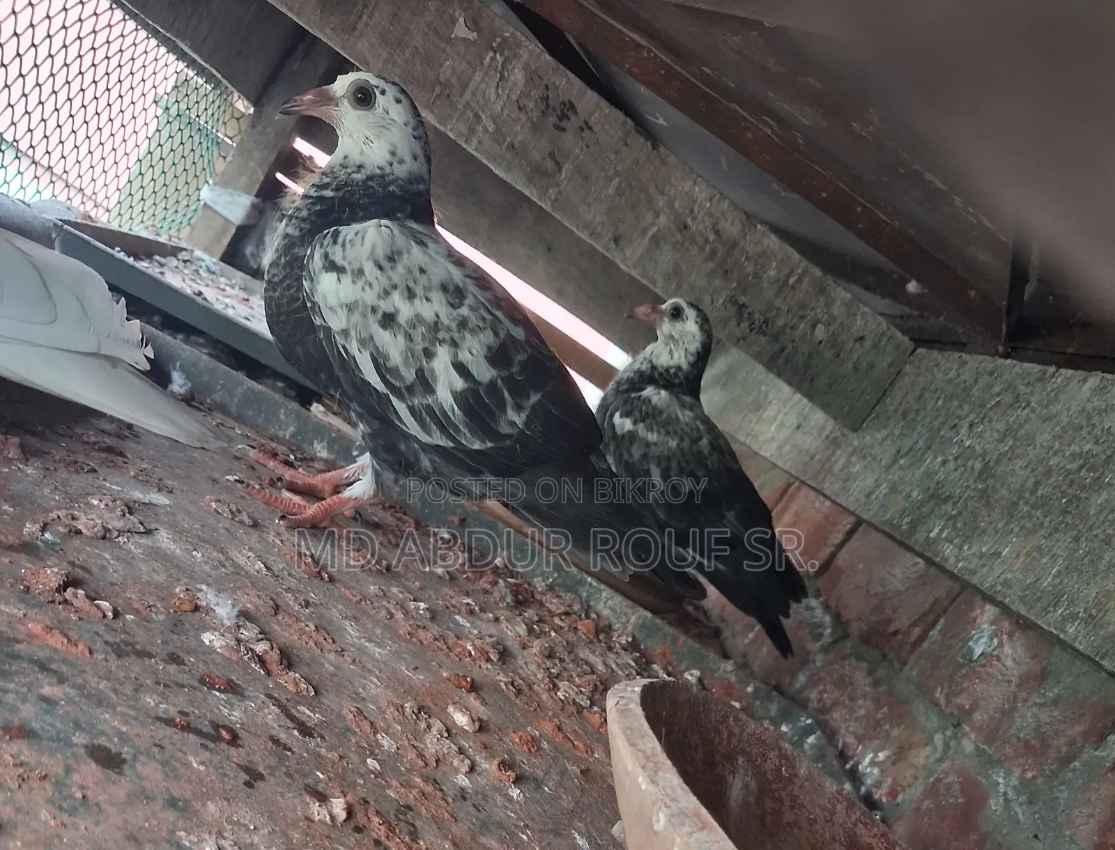 1জোড়াগ্রিজেল বেবি