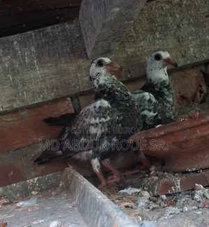 1জোড়াগ্রিজেল বেবি