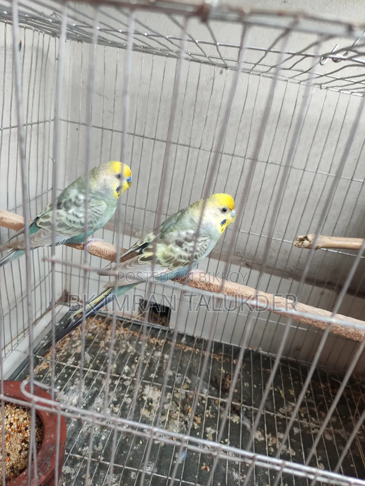 Rainbow Budgie Running
