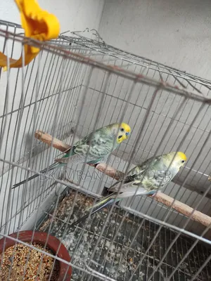 Rainbow Budgie Running
