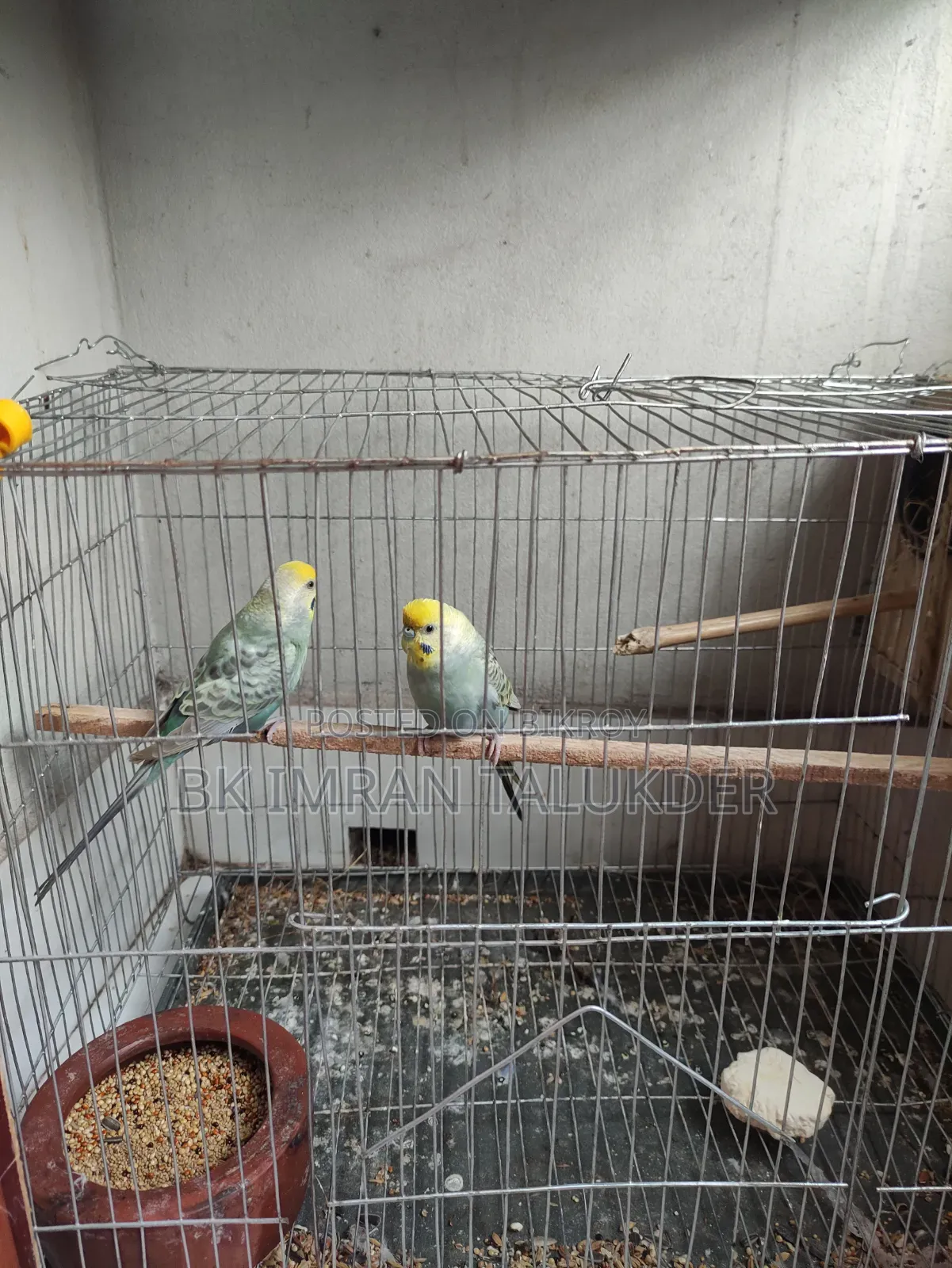 Rainbow Budgie Running