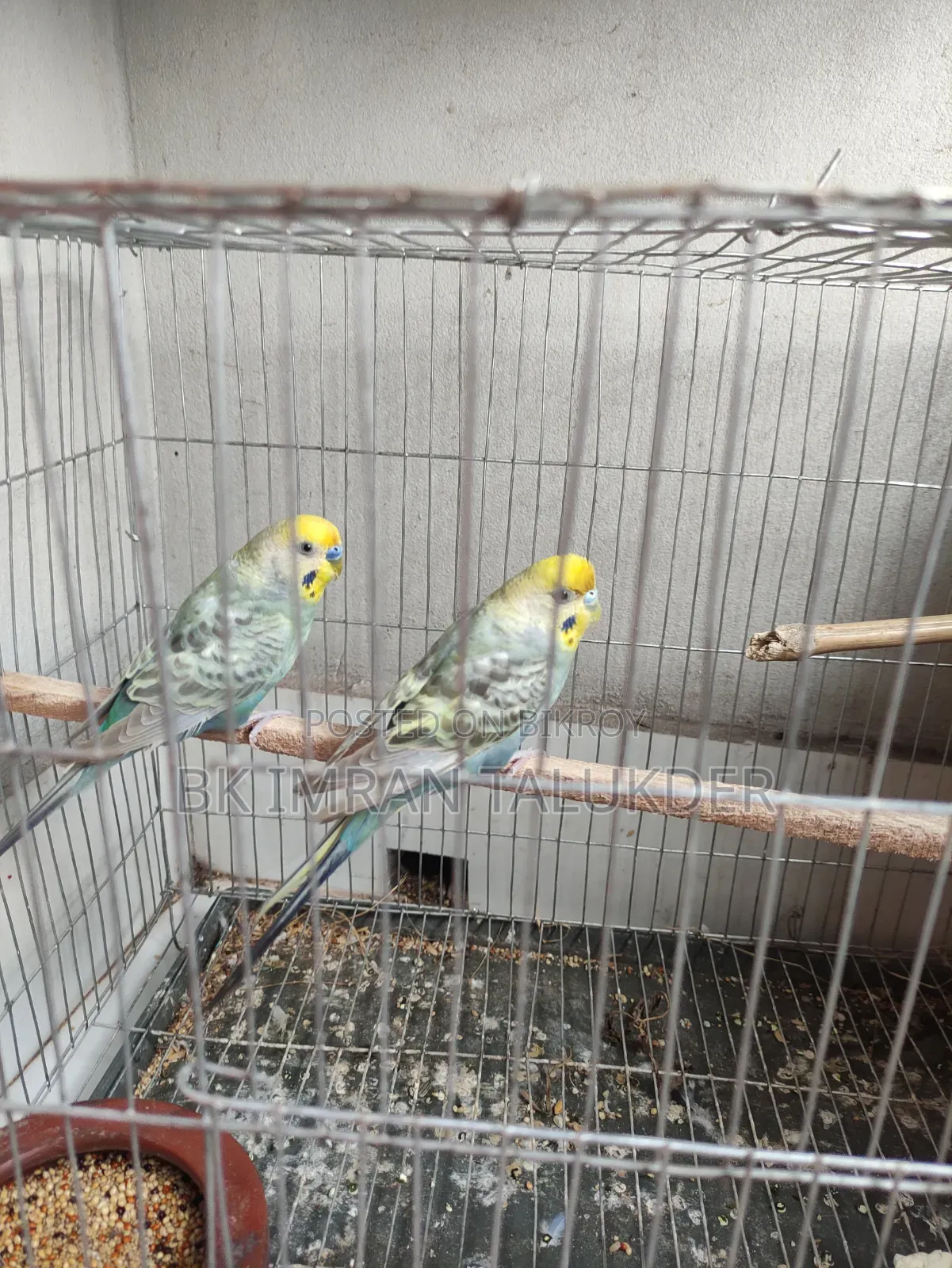 Rainbow Budgie Running