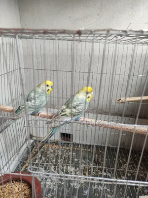 Rainbow Budgie Running